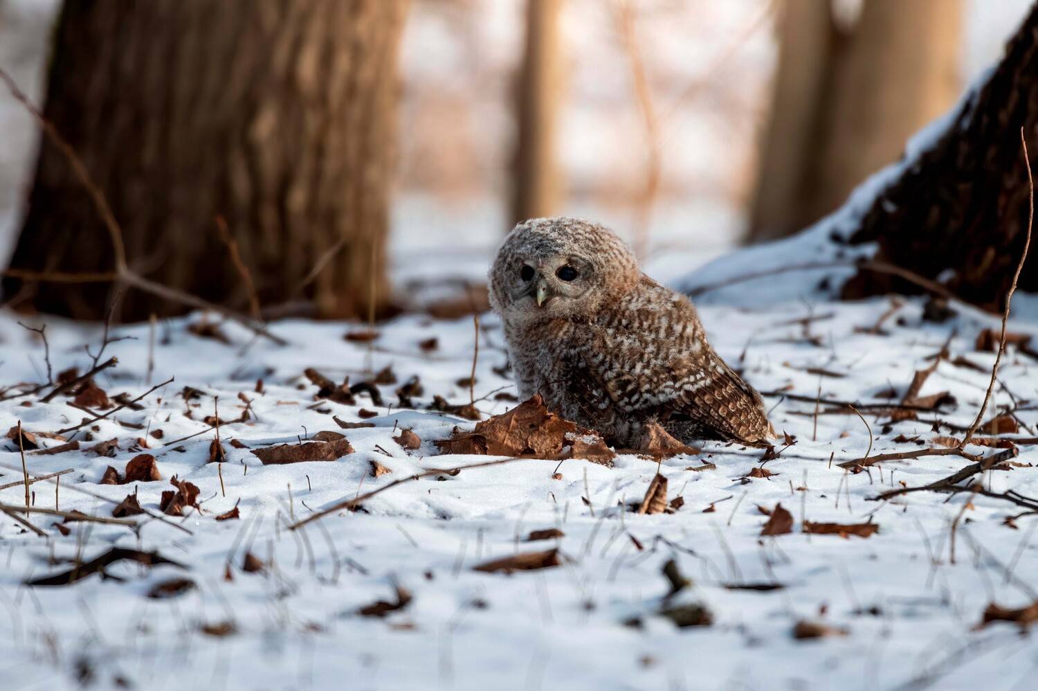 , Павел Ныриков