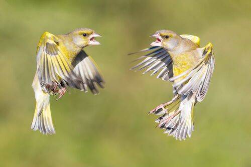 Злые птицы.
