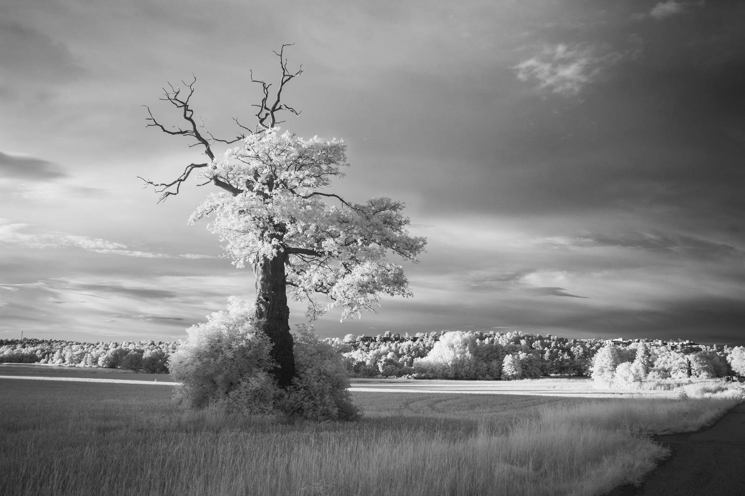дерево, ик-съемка, небо, Soul