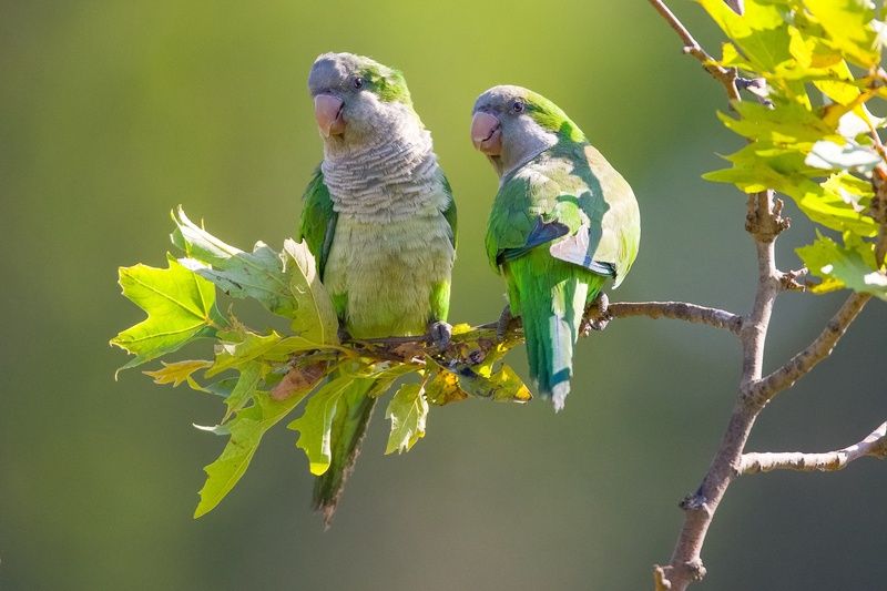 Parrots фото превью