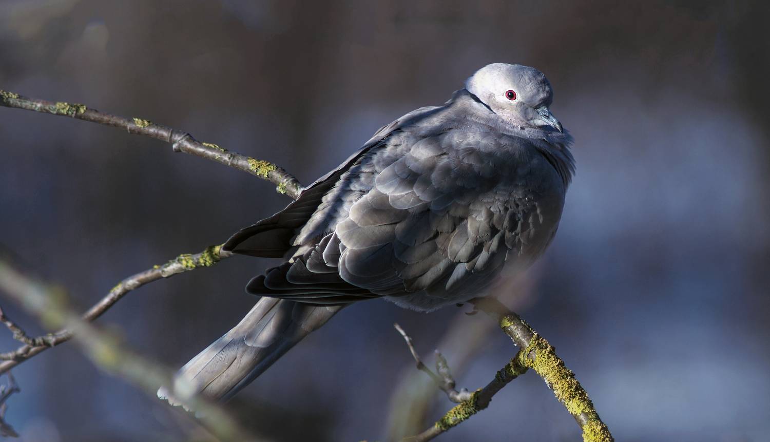 , Сушкевич Светлана