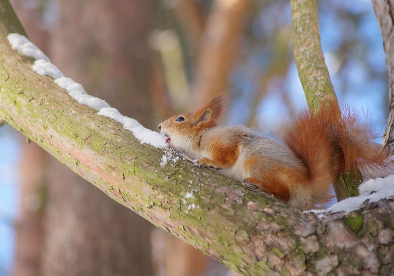 Дорожка снега когда хочется пить фото превью