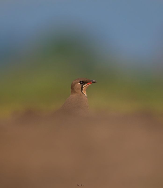 wildlife  фото превью