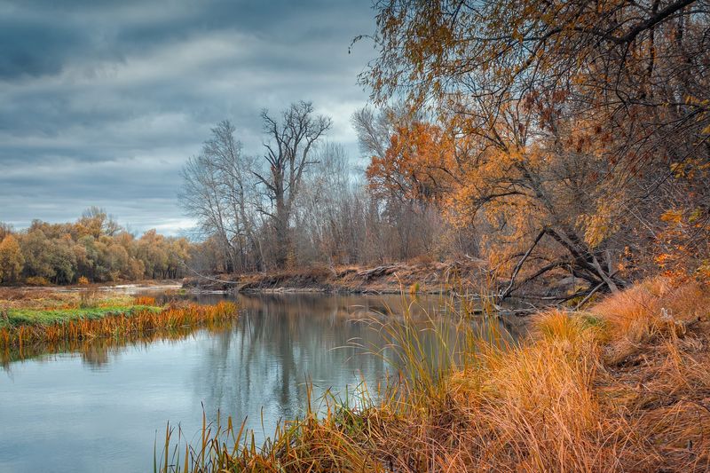Ворона фото превью