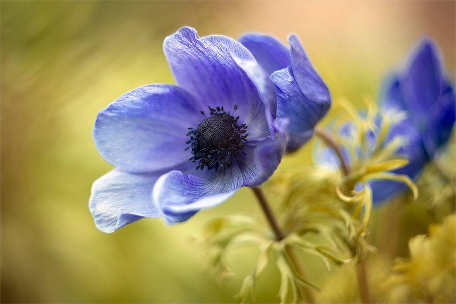 , Наталья Ова