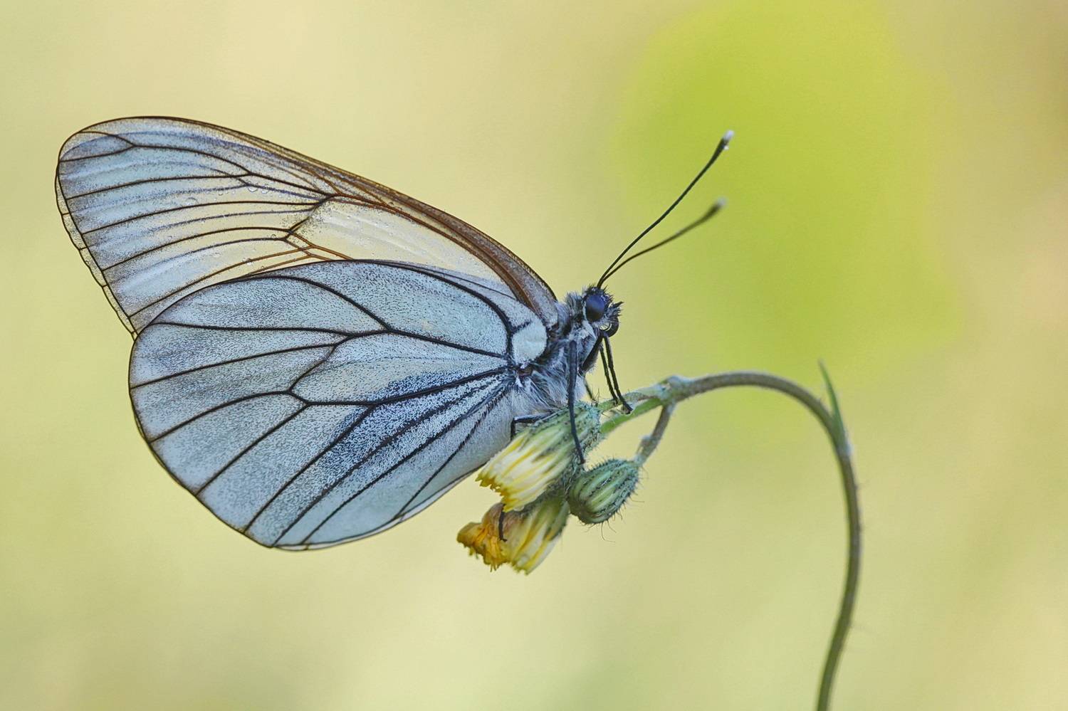 боярышница, aporia crataegi, Леонид