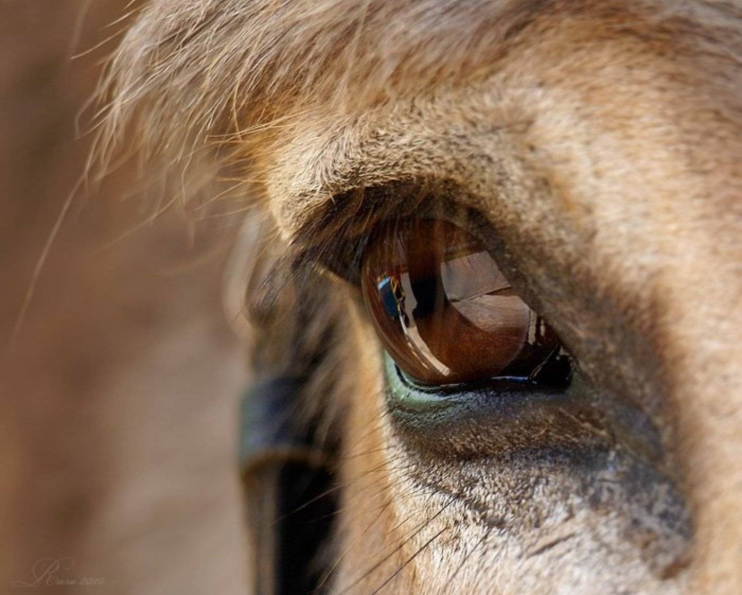 глаз., Раиса Rare