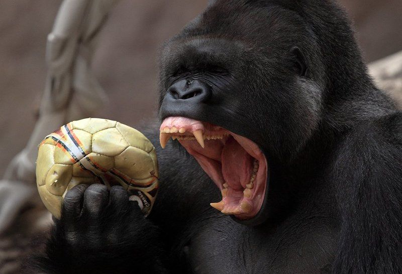 Мы все больны ГАНДБОЛОМ... фото превью