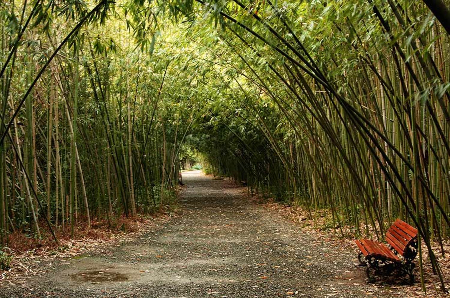 абхазия,сухум,ботанический сад,бамбук., Toska