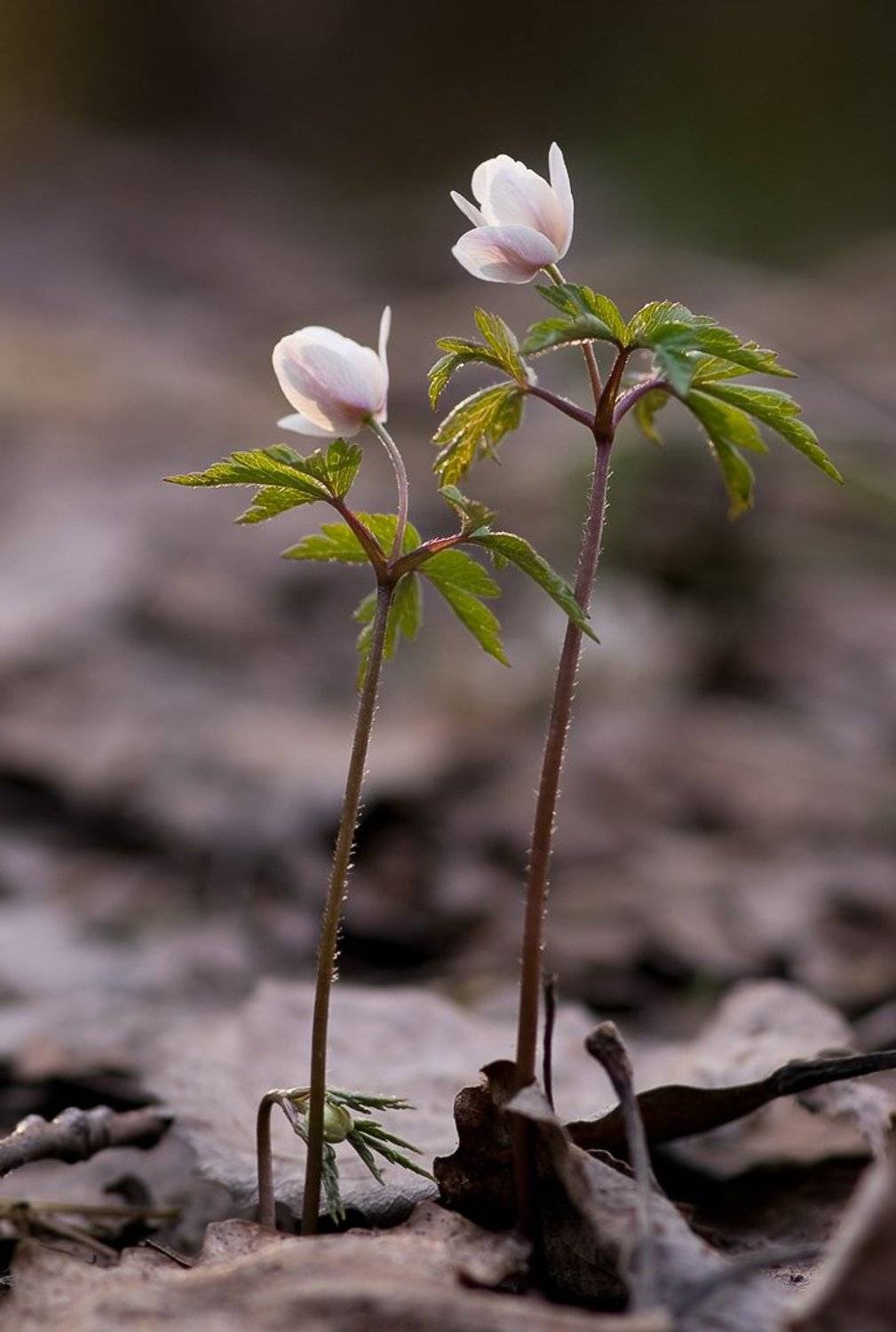 первоцвет, закат, Юлия