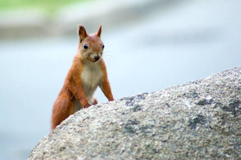 ГосНадзор. фото превью