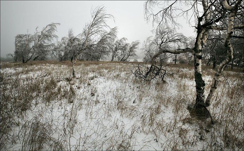 березы Ай петри фото превью