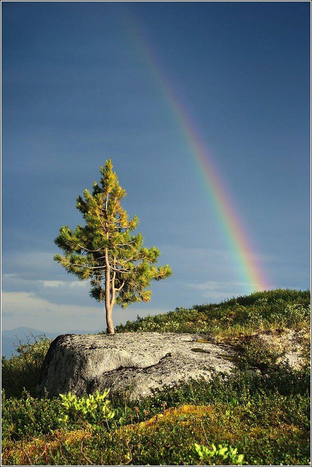 вечер, высокий, высота, голубой, горы, дерево, ергаки, зеленый, камень, камни, красивый, красноярский край, маленький, небо, облака, одинокий, пейзаж, перевал, природа, путешествия, радуга, саяны, свежий, серый, сибирь, синий, сосна, туризм, хребет, Дмитрий Антипов