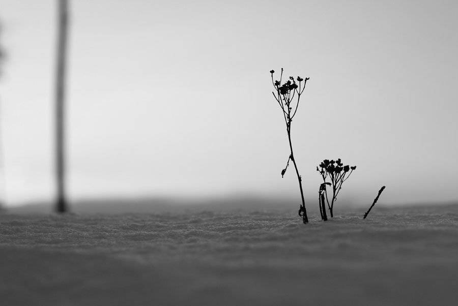 , Владислав.