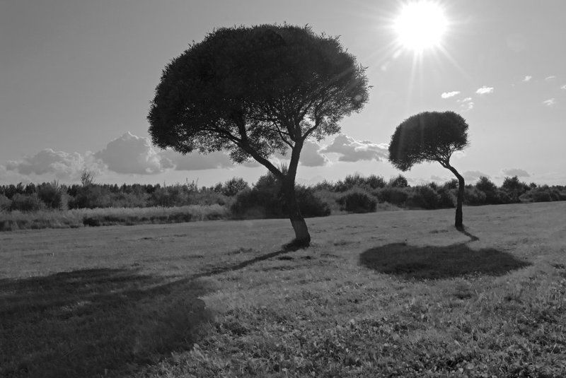 b&w Зонтики фото превью