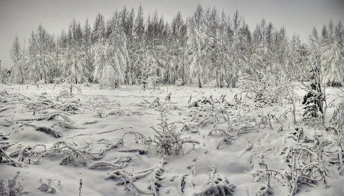 cold forest