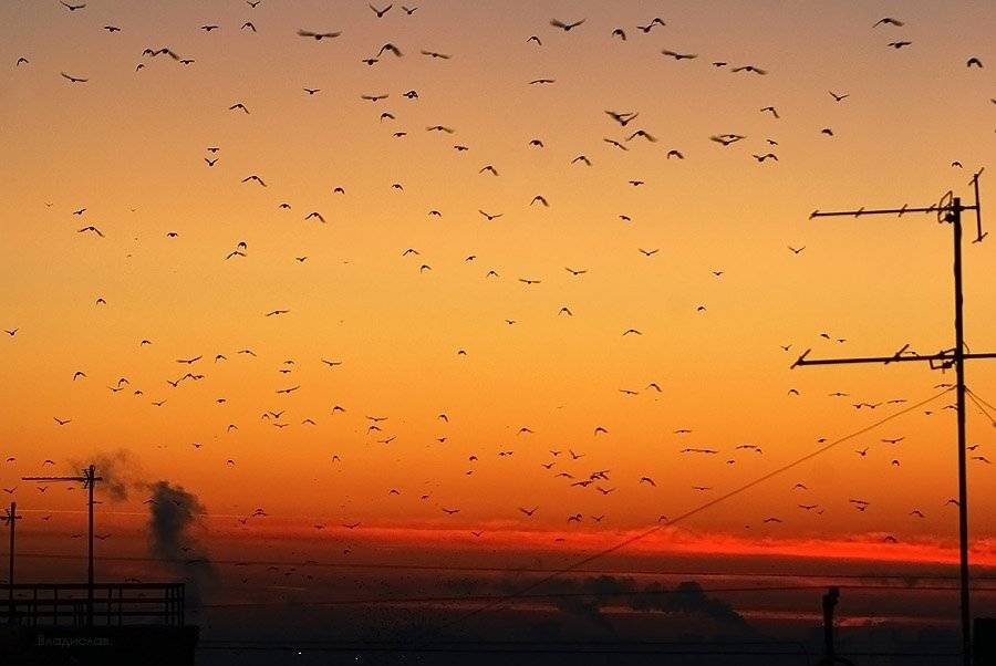 , Владислав.