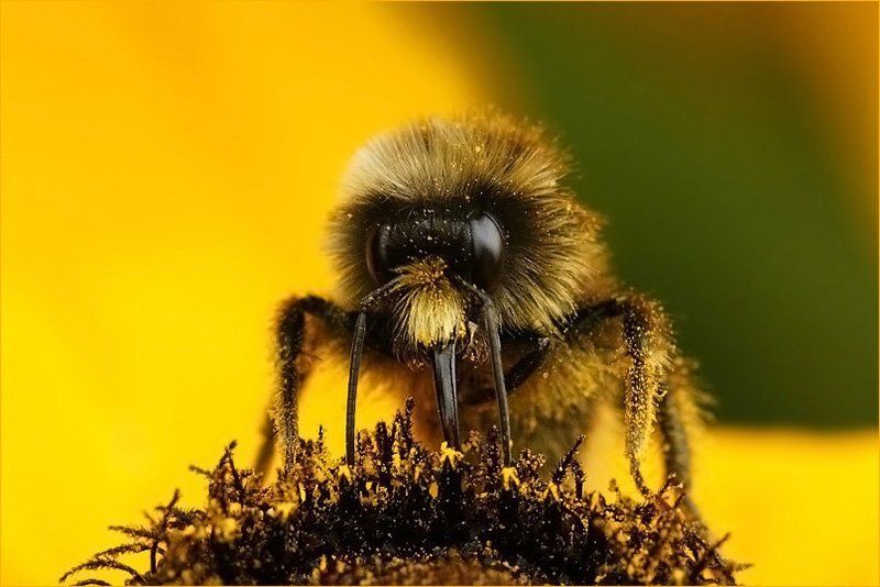 шмель, рудбекия, пыльца, цветок Шмелиный портретик... фото превью