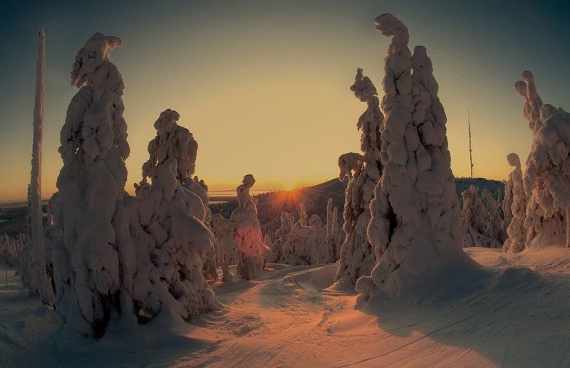 снег, деревья, сказка, финляндия Солнцепоклонники... фото превью