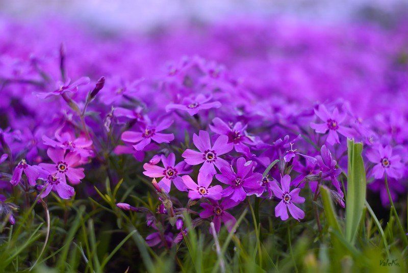 Цвет 2 фото превью