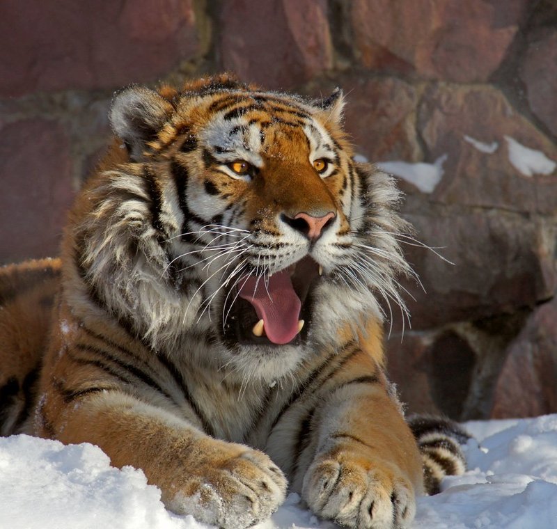 Полосатое Совершенство фото превью