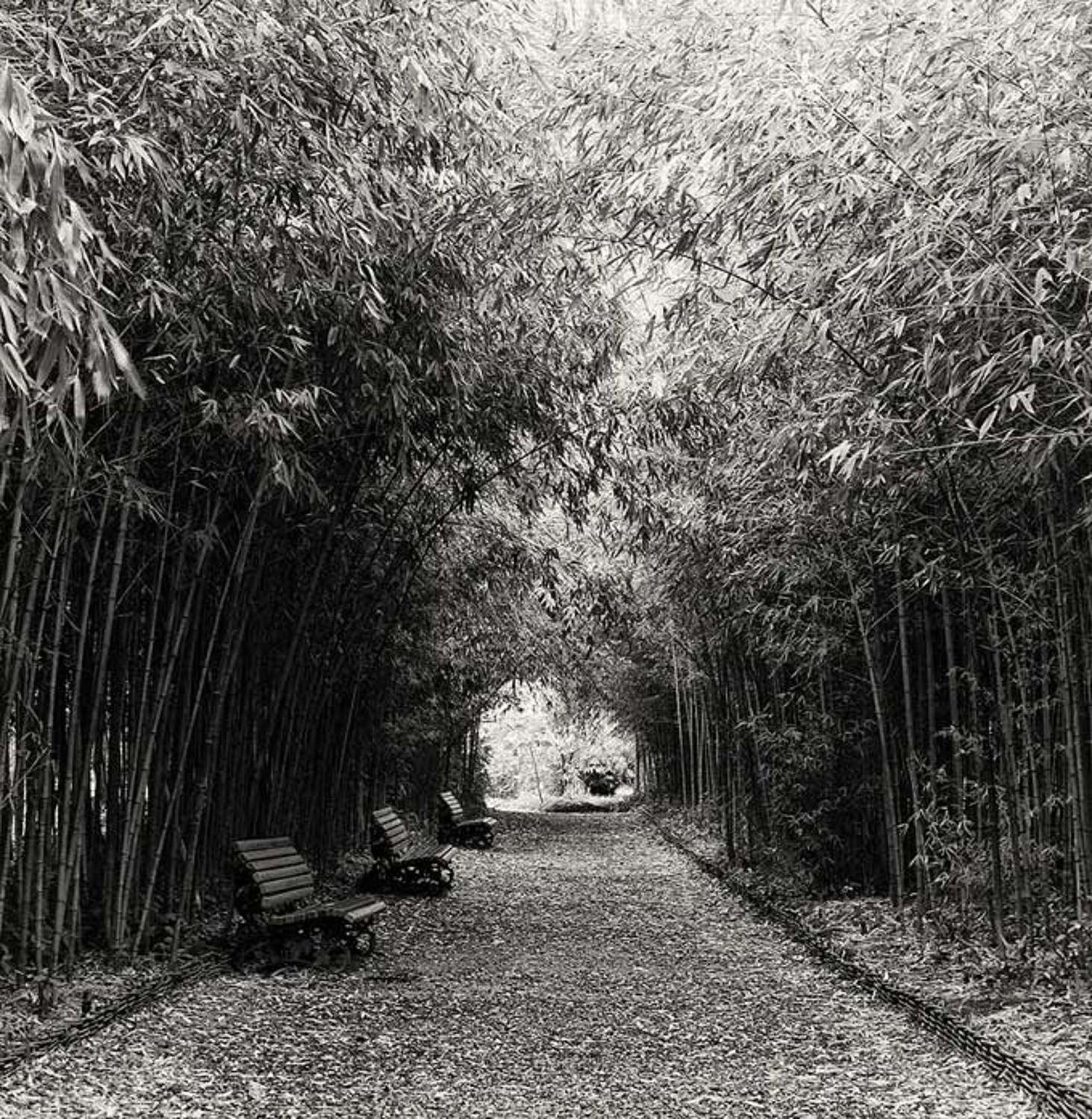 абхазия,ботанический сад,аллея,бамбук, скамеечки,зима, Toska