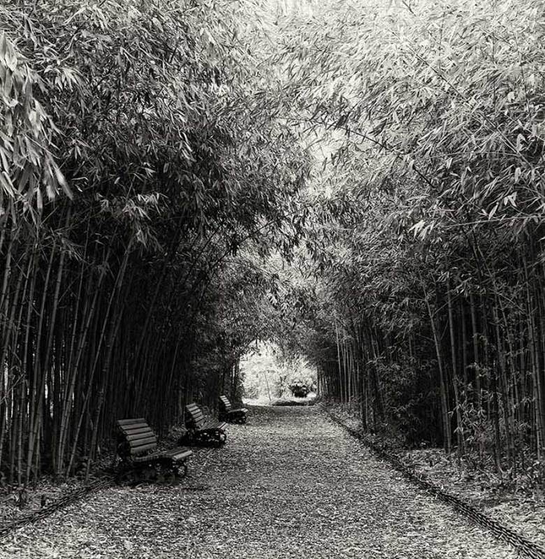 абхазия,ботанический сад,аллея,бамбук, скамеечки,зима * * * фото превью