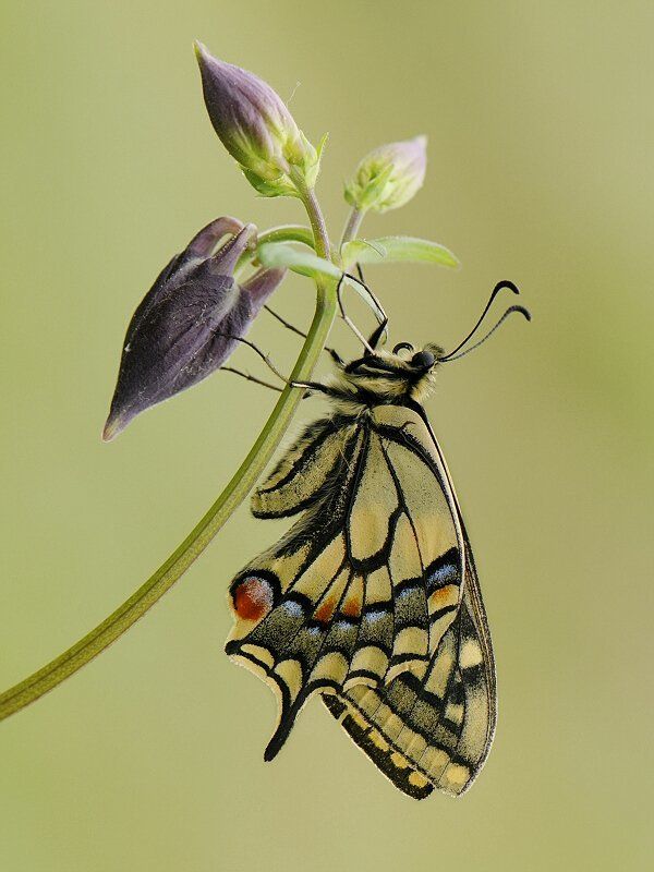 природа, лето, махаон Papilio machaon фото превью
