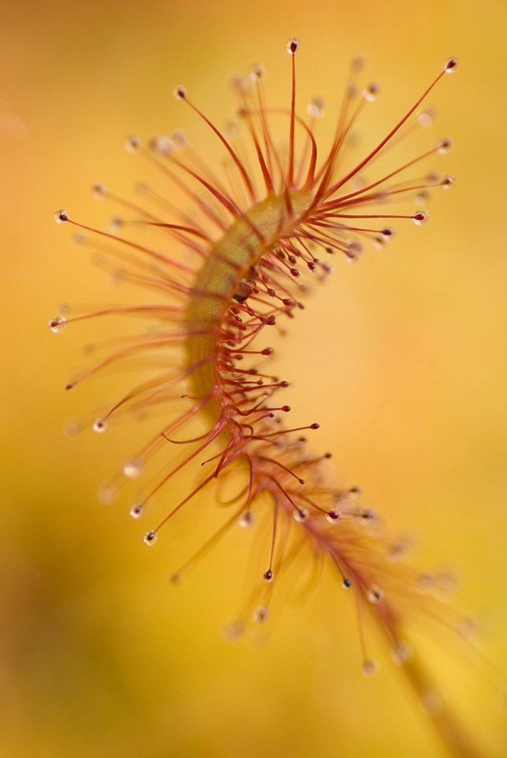 росянка, липучка, макро, Юлия