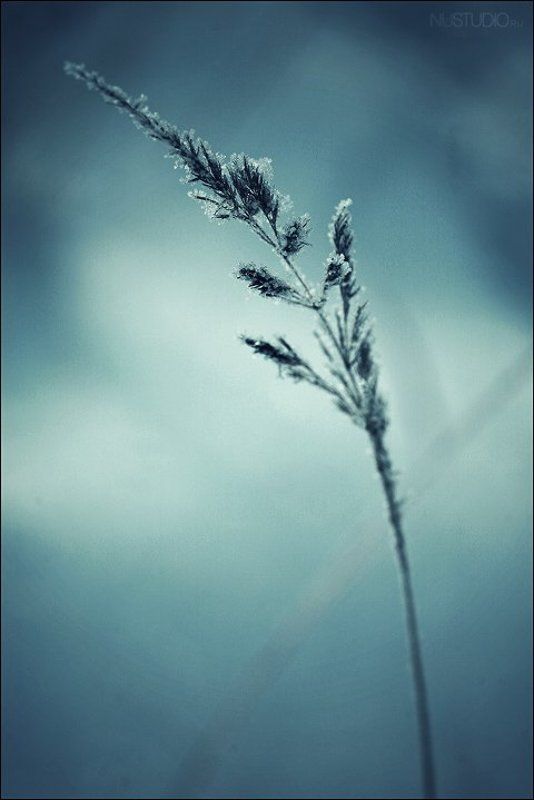 * фото превью