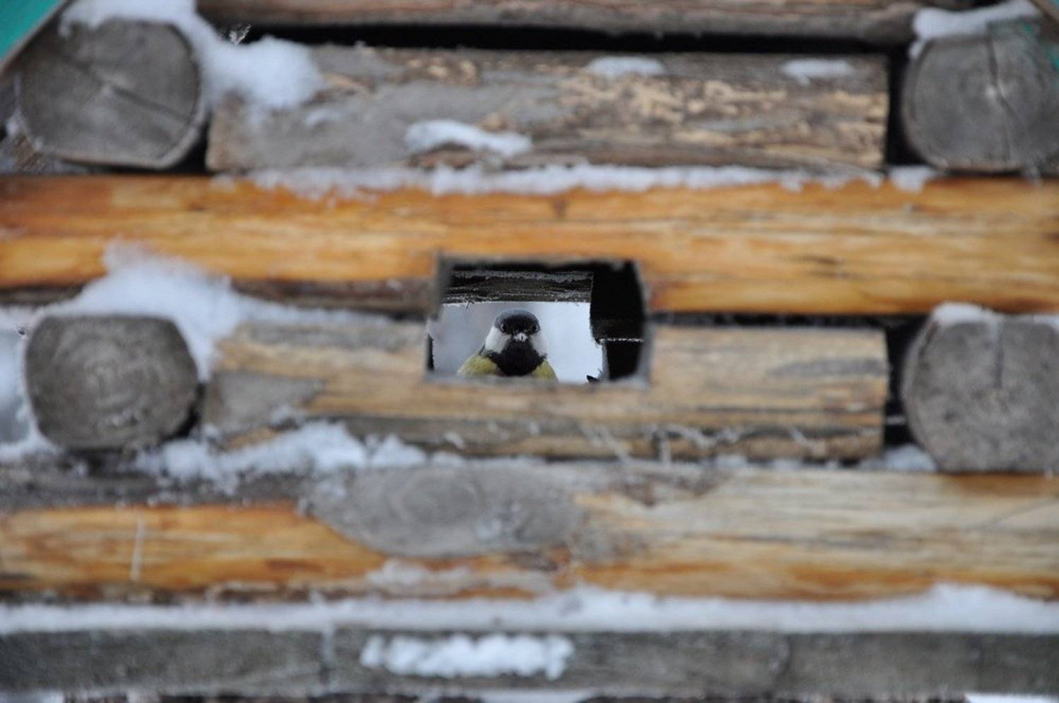 , Александр Ванюков