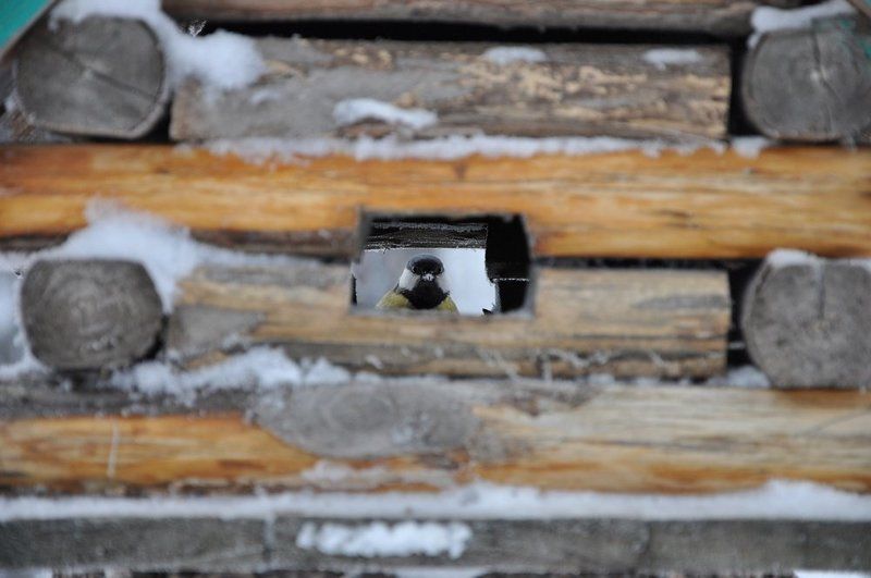 Взгляд через скворечник фото превью
