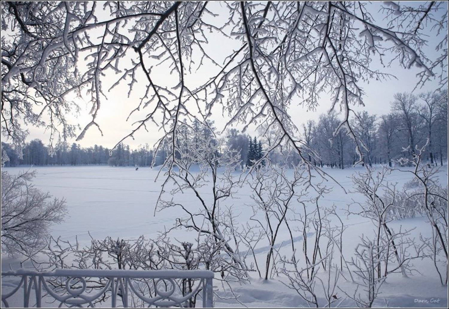 природа, зима, парк, царское, Darn Cat