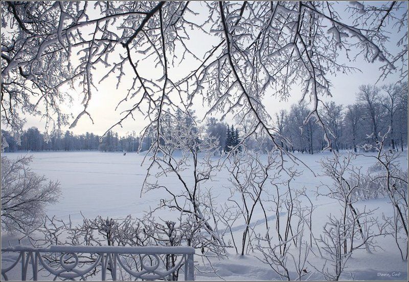 природа, зима, парк, царское Ажурность зимы фото превью