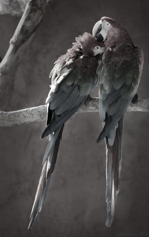 ***** фото превью