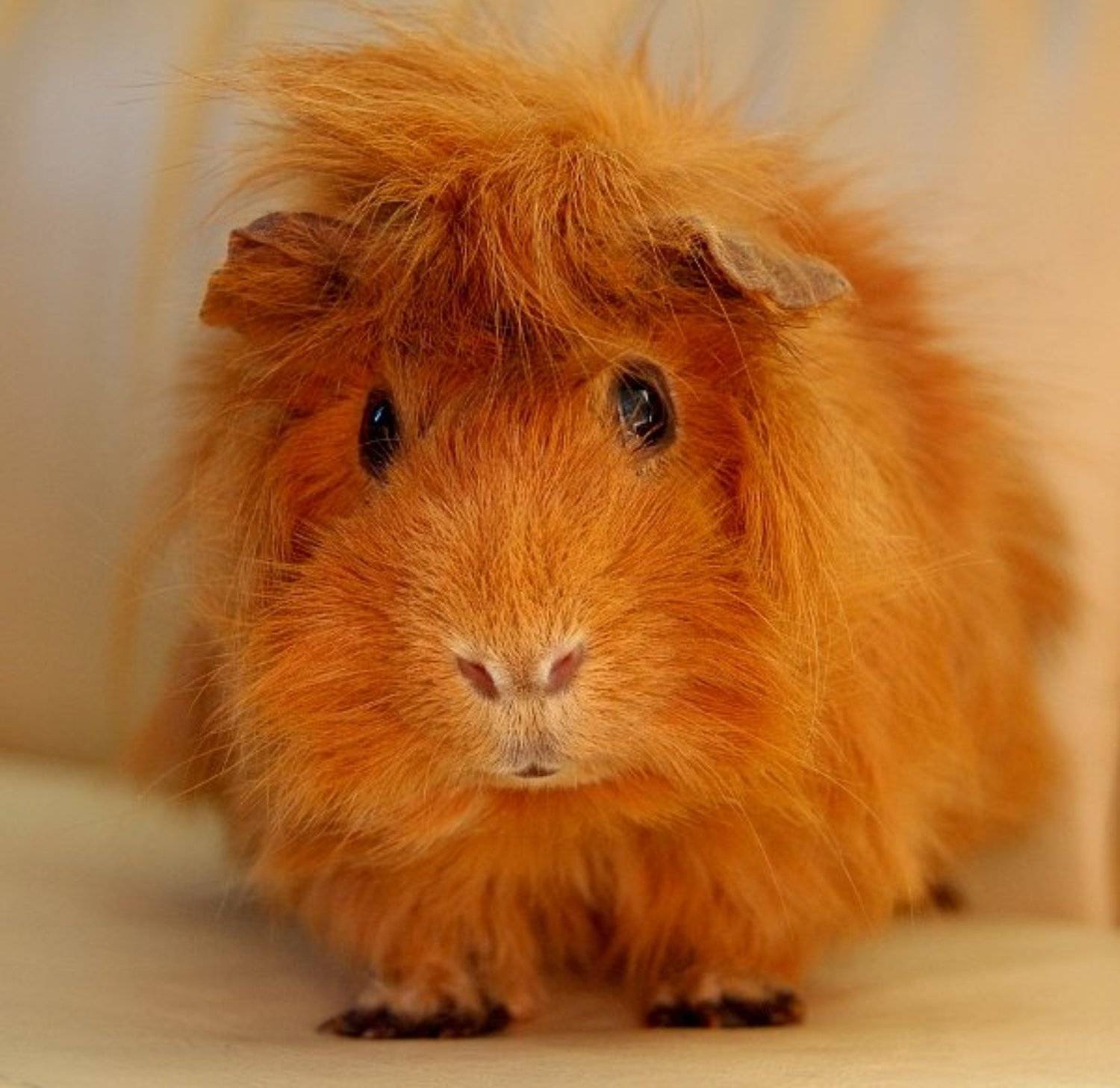 , &bull;**/ASSOL**&bull;