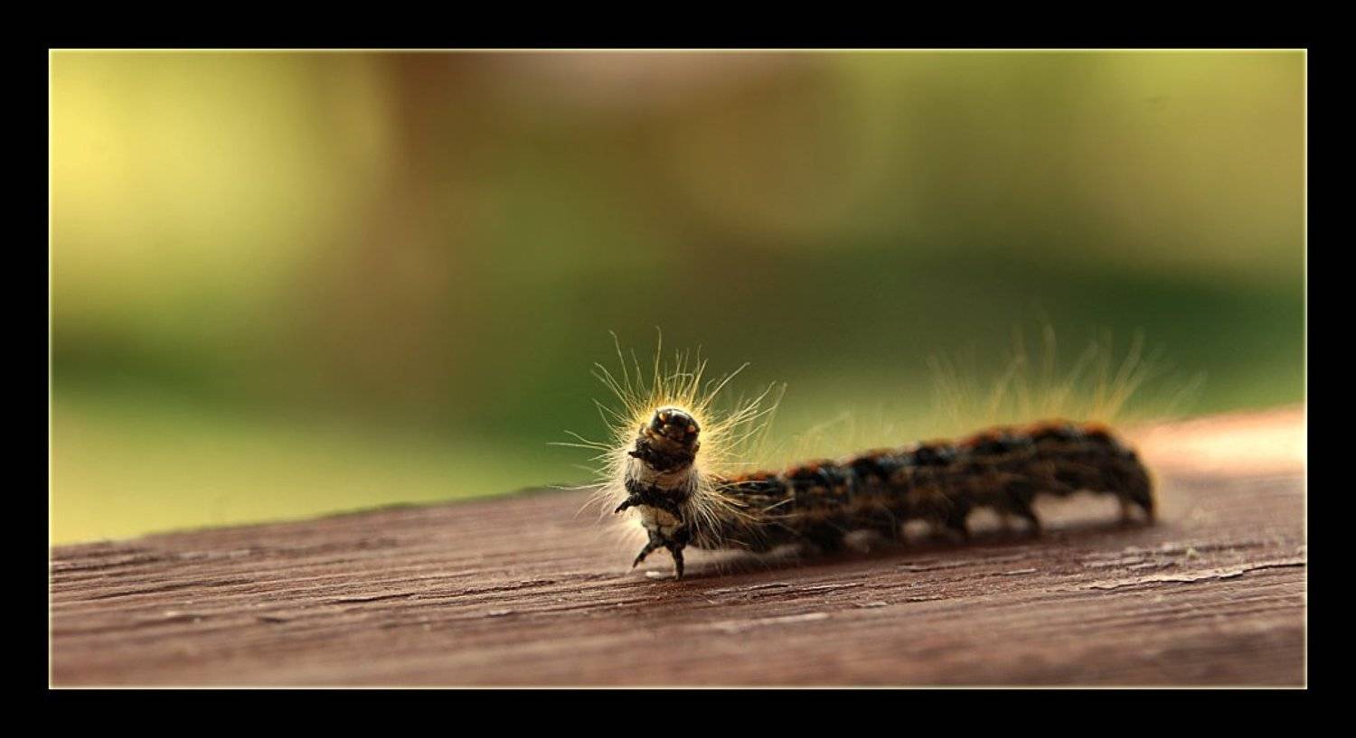 , &bull;**/ASSOL**&bull;