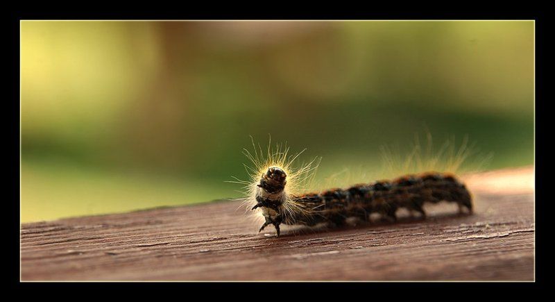 *** О манекенщицах.. *** фото превью