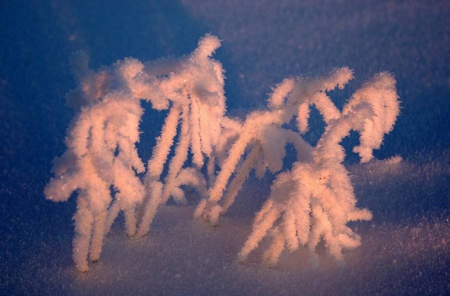 трава,иней, Солодухин Виктор