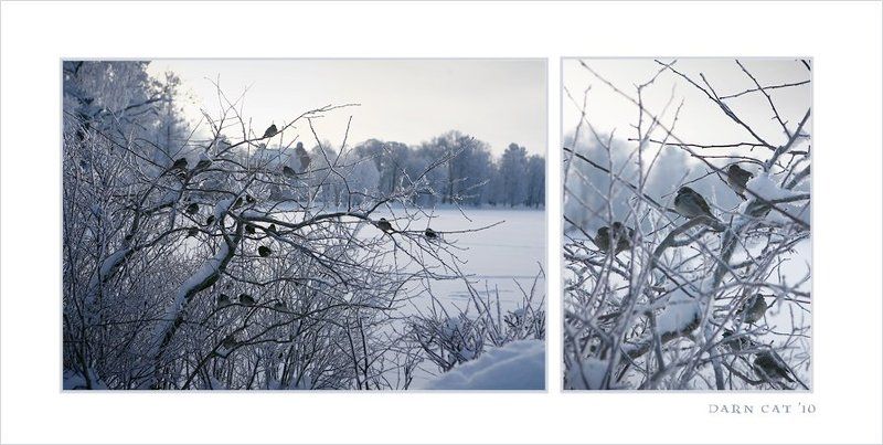 зима, природа, воробьи, ветки, сердца Маленькие сердца среди ледяной зимы фото превью