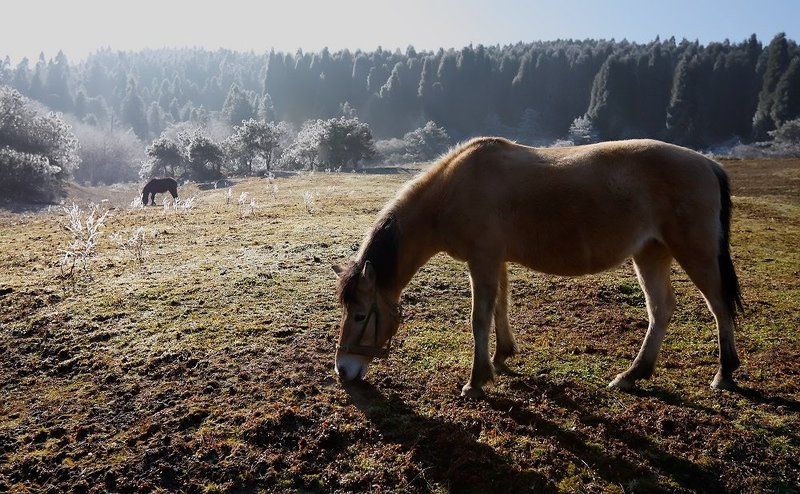 На лугу пасутся ко... фото превью