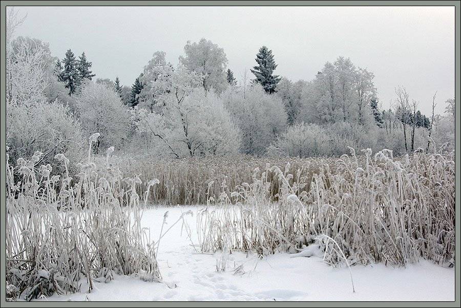 лес,иней,зима, Солодухин Виктор