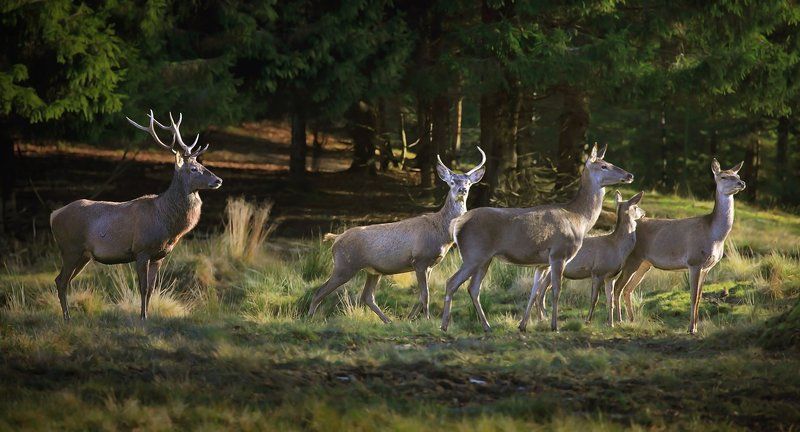 Про оленей фото превью