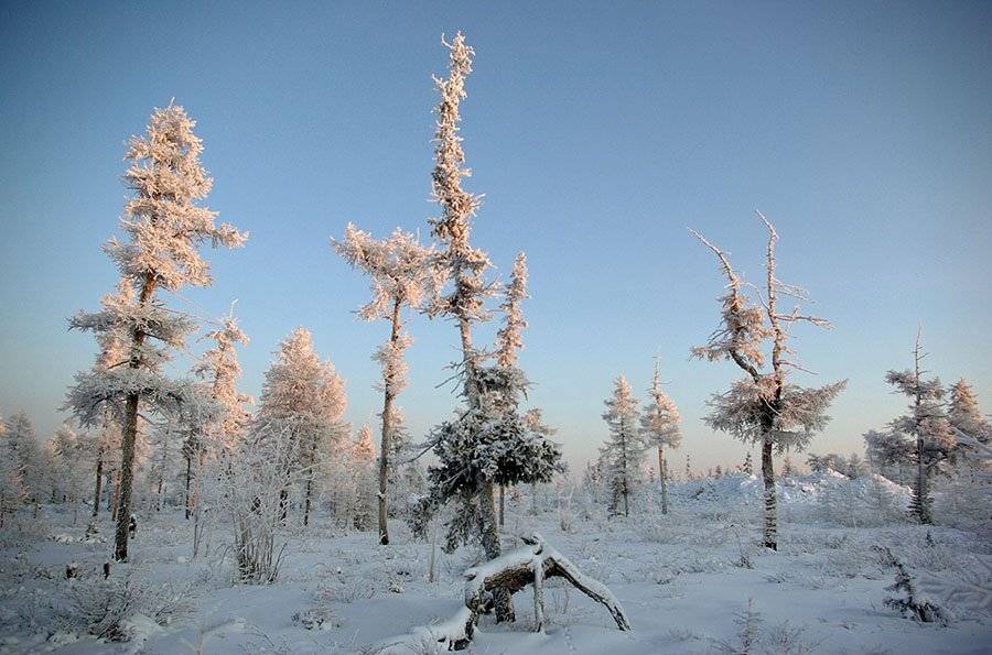 тайга,зима,мороз,север, Солодухин Виктор