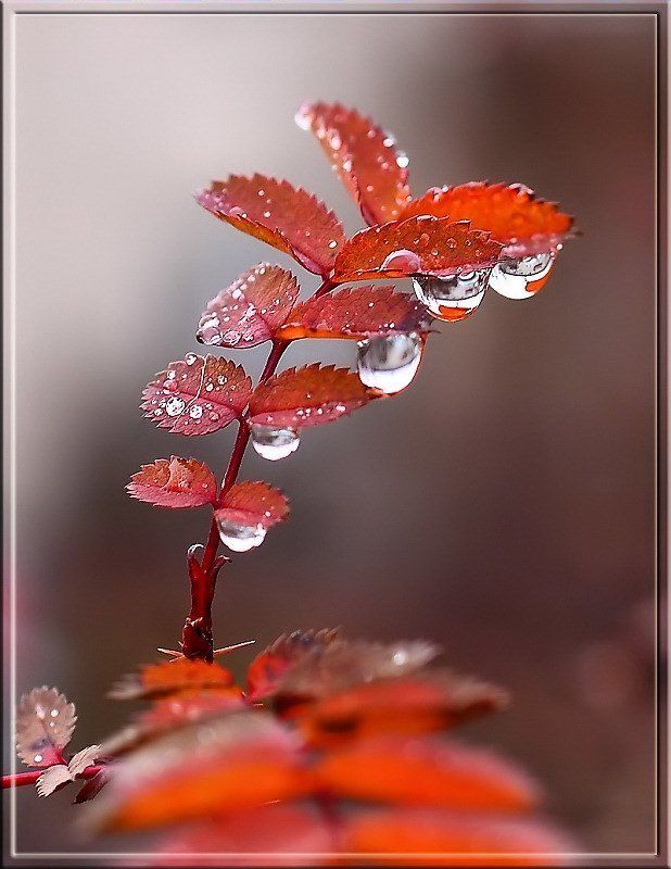 Осеннии слёзы фото превью