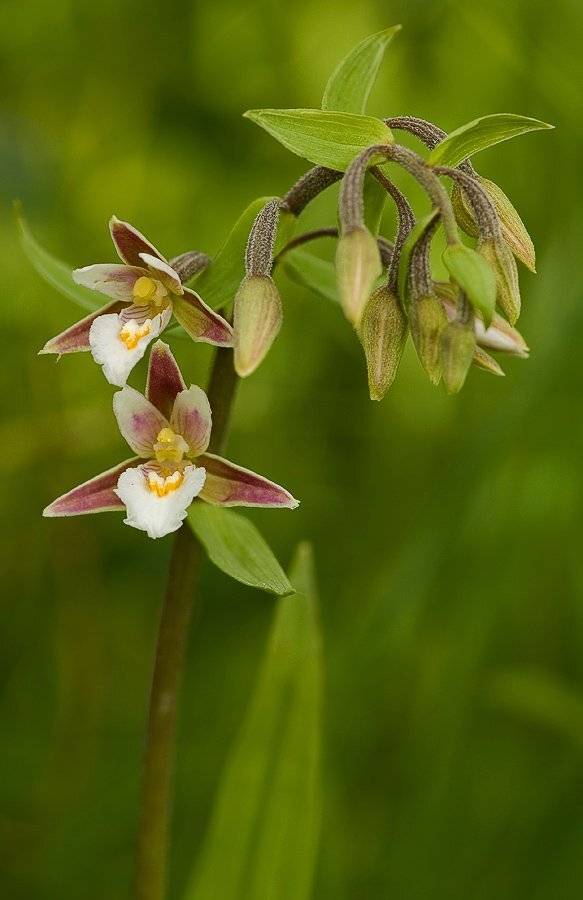 орхидея, лес, Юлия