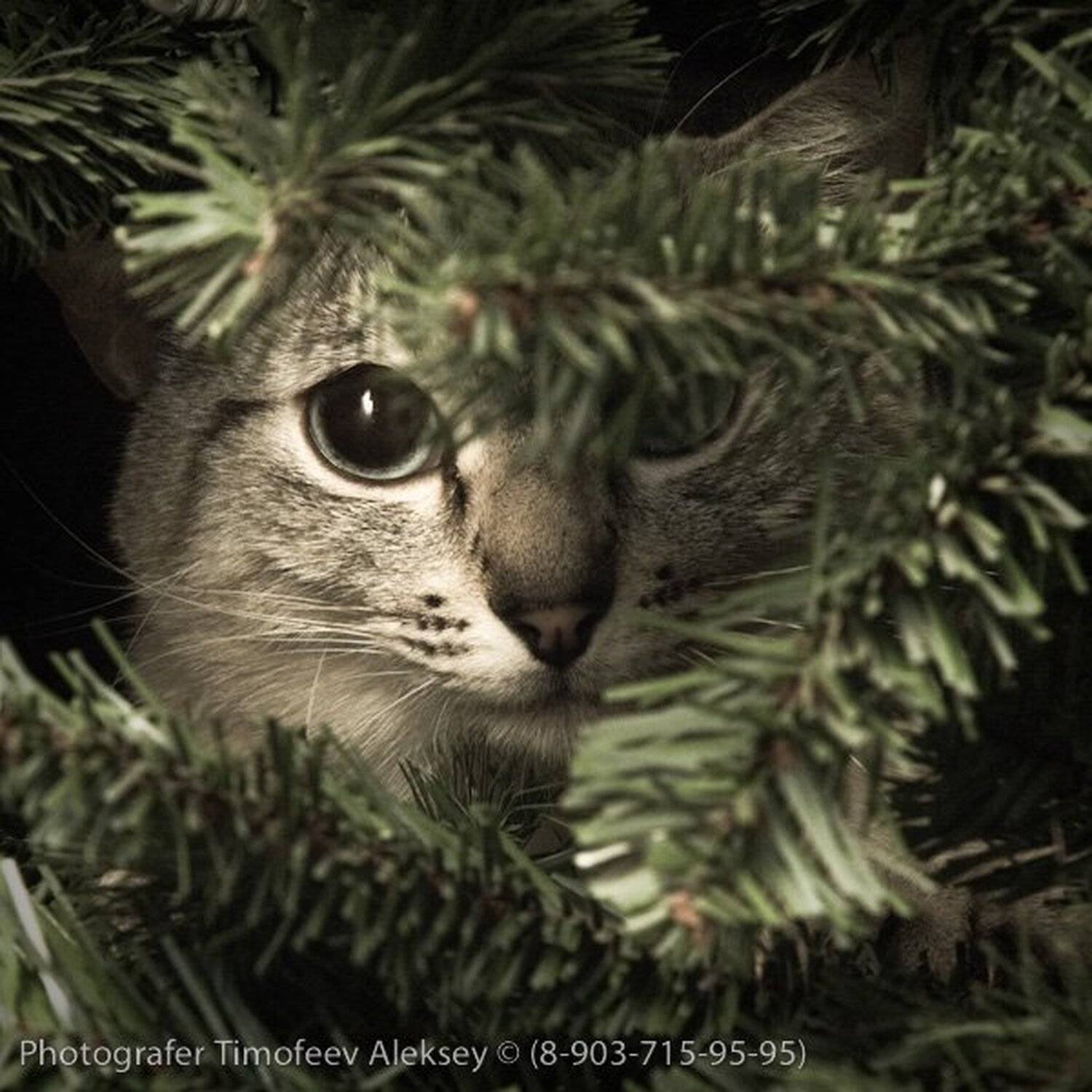 кошка, елка, Тимофеев Алексей
