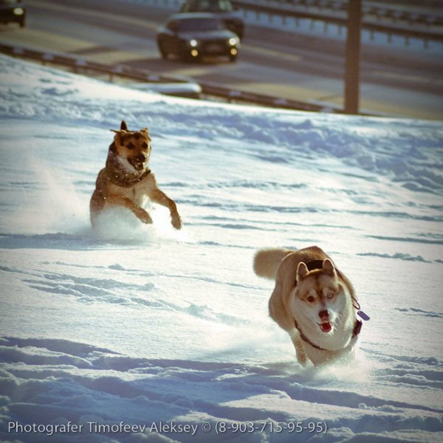 собака, снег, Тимофеев Алексей