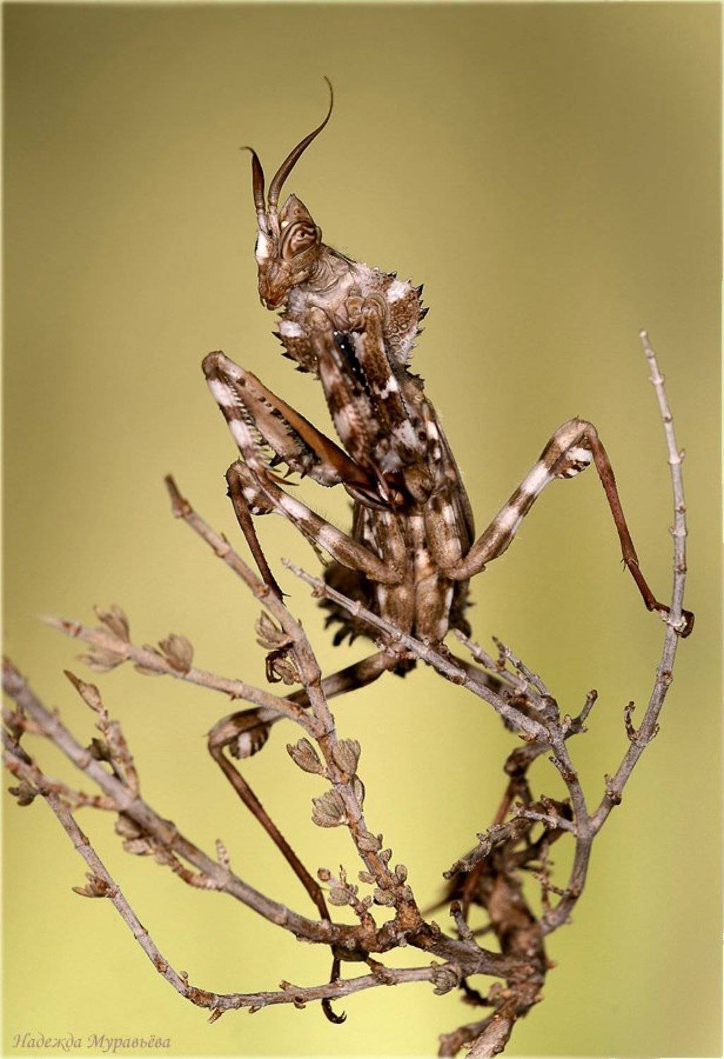 богомоловые, mantoptera, блефаропсис, blepharopsis_mendiса, Надежда Муравьёва
