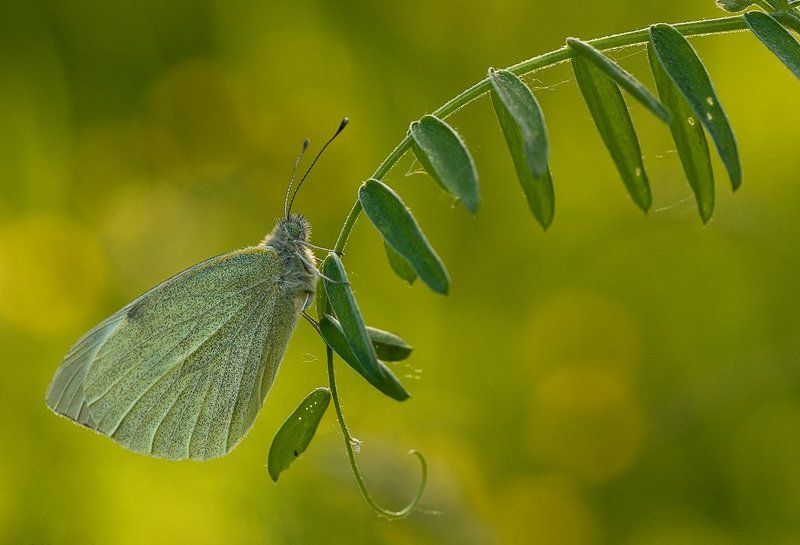 бабочка, вечер Ко сну фото превью